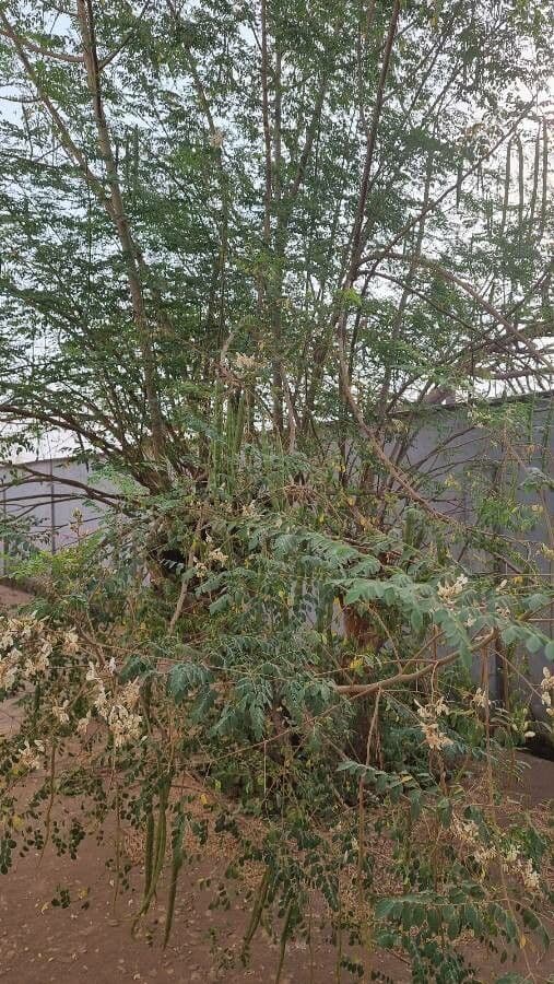 Moringa 12