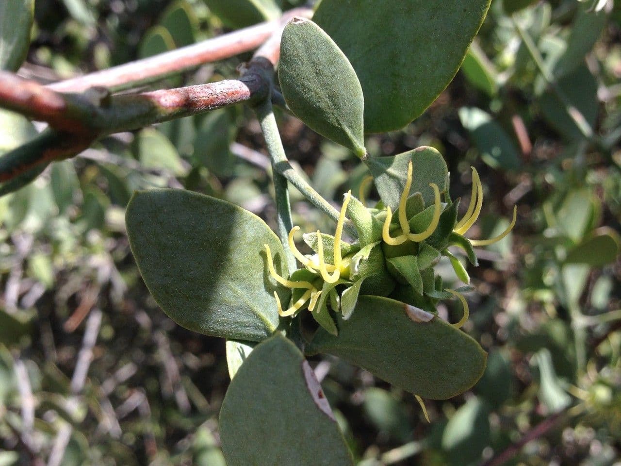 Jojoba 26
