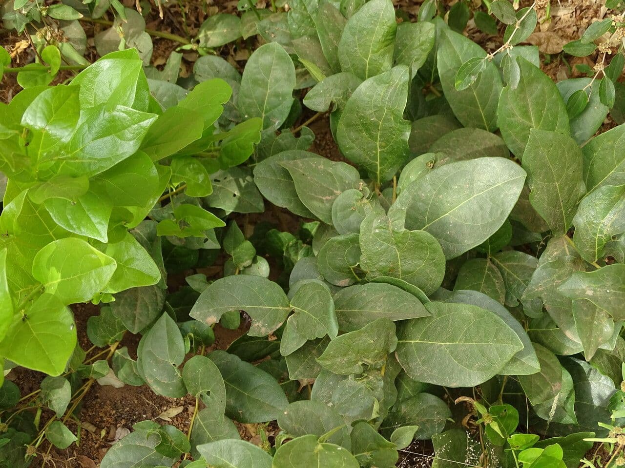 Icacina 6