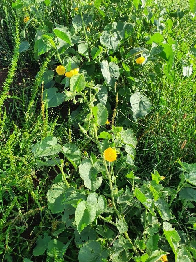 Abutilon 12