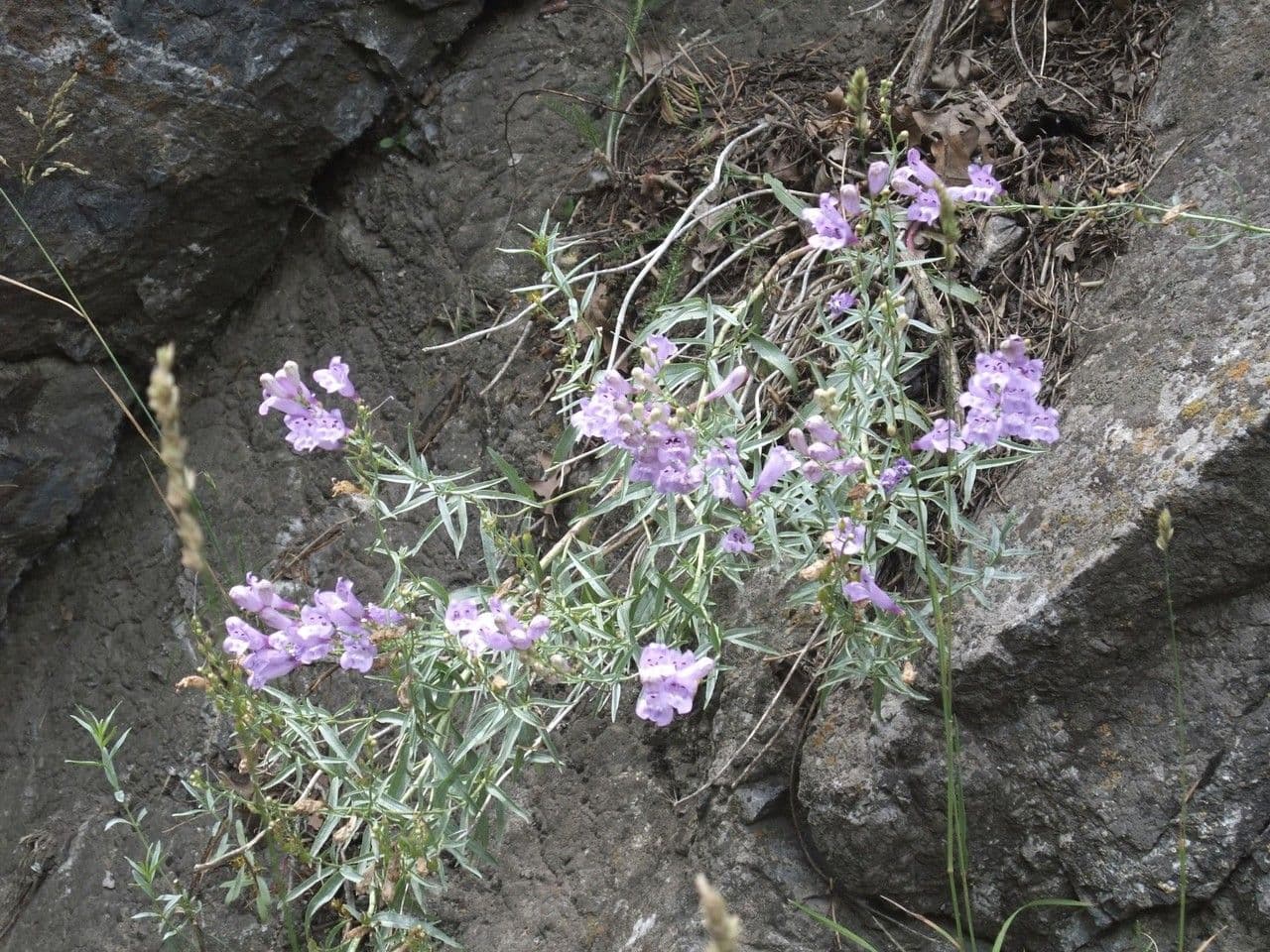 Penstemon 4