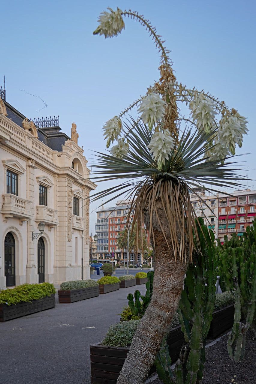 Yucca rostrata 10