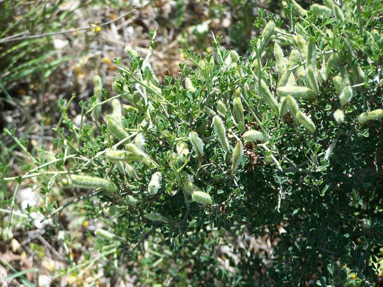 Calicotome spinosa 11