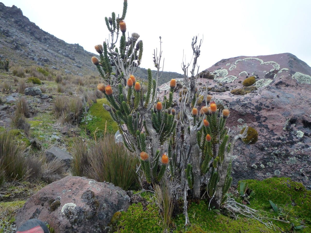 Chuquiraga jussieui 12