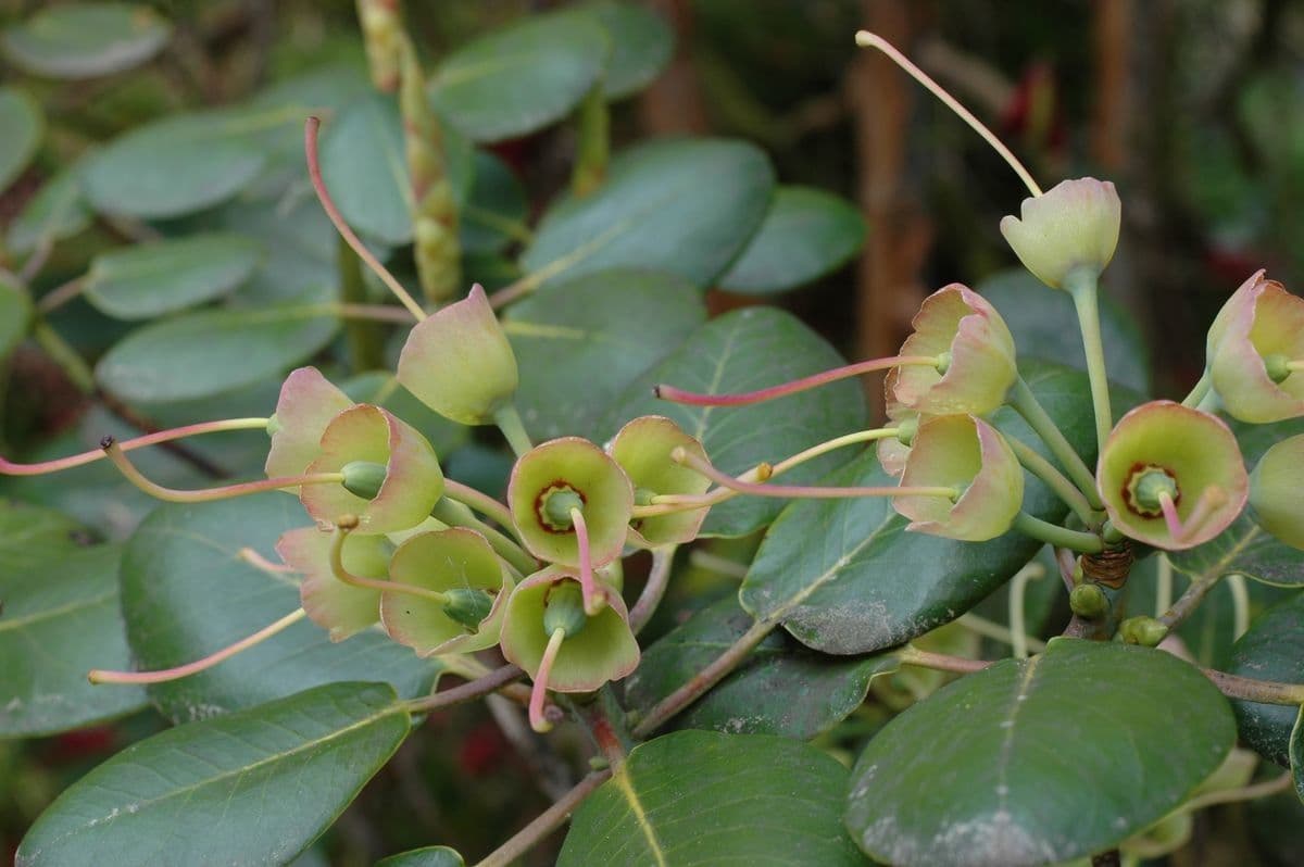 Rododendro 2
