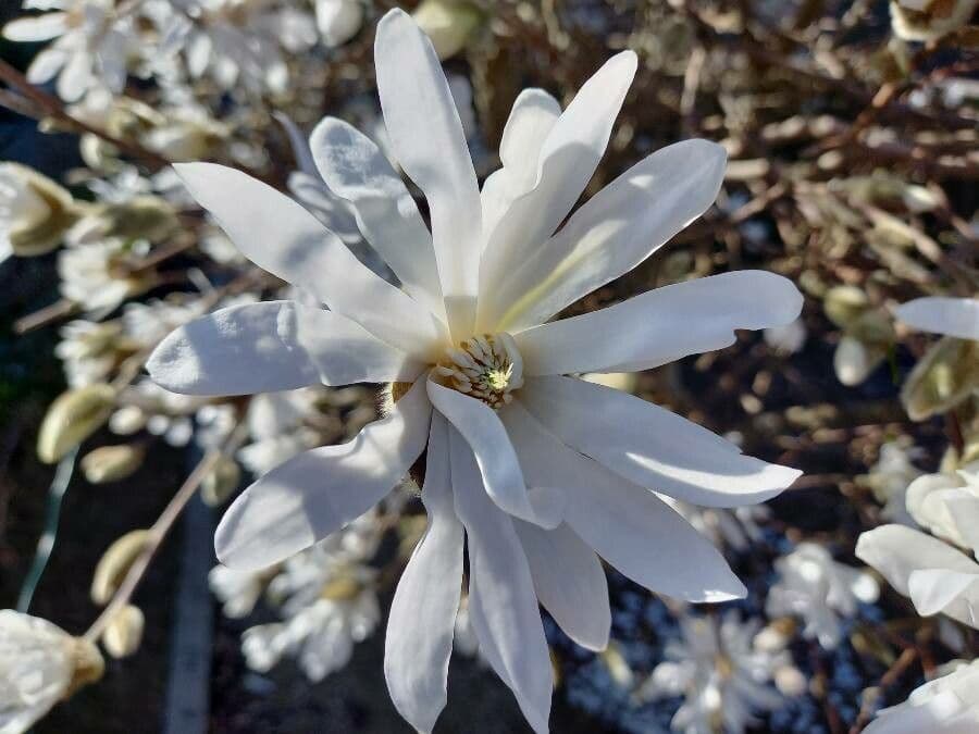 Magnolia stellata 6