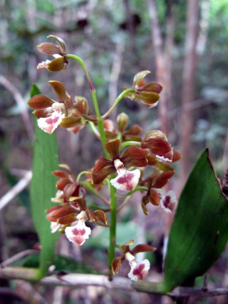 Dendrobium 4