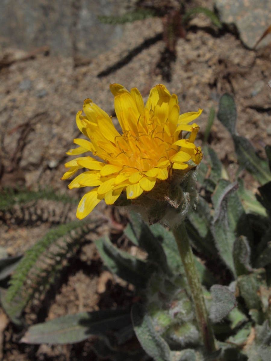 Agoseris glauca 4
