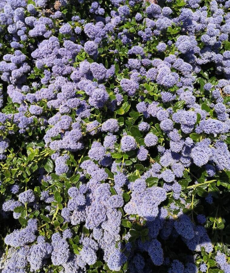 Ceanothus 10