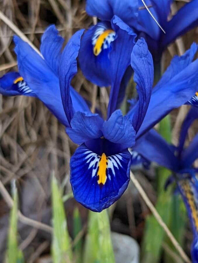 Netz-Iris 2