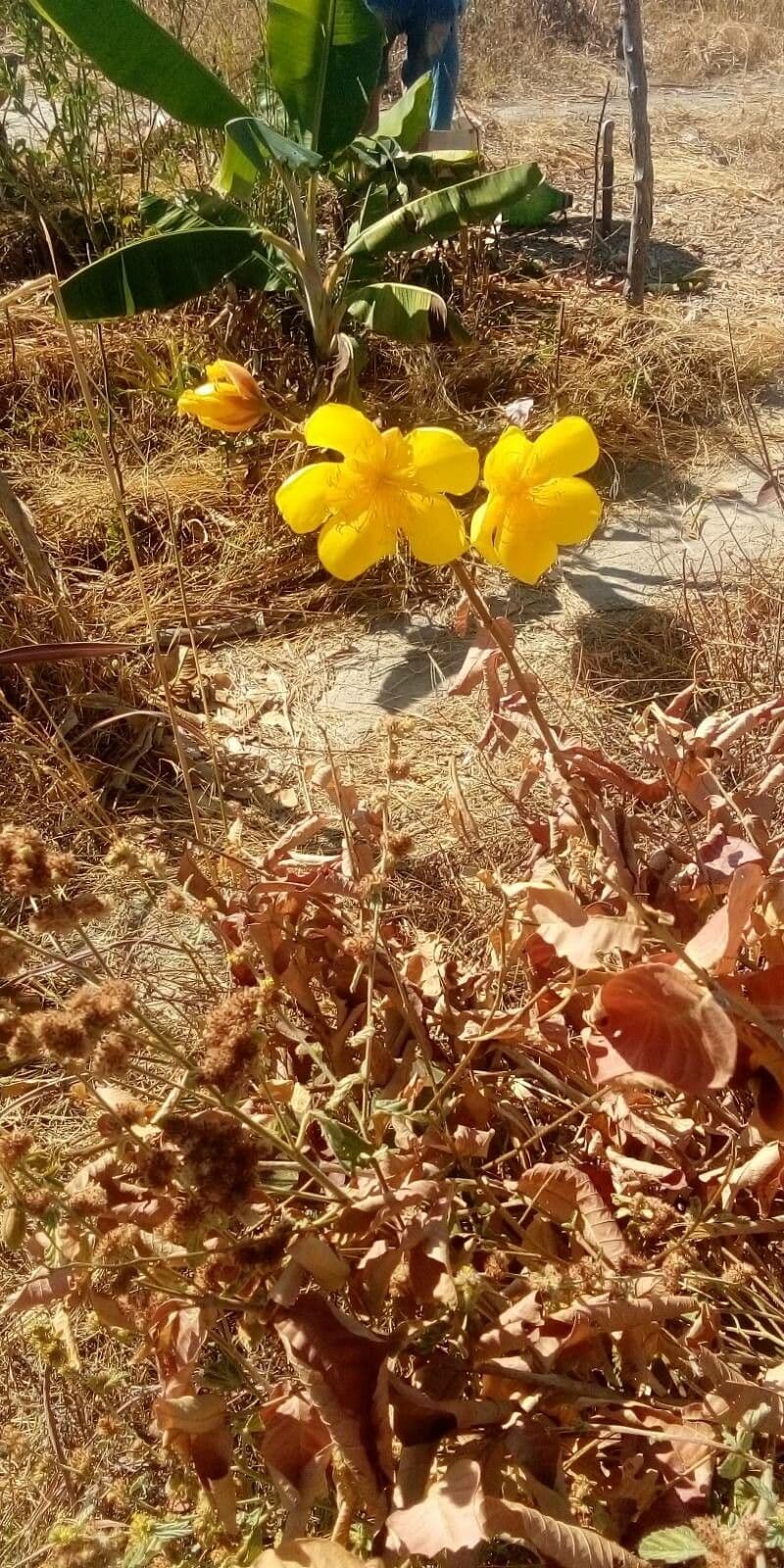 Cochlospermum 6