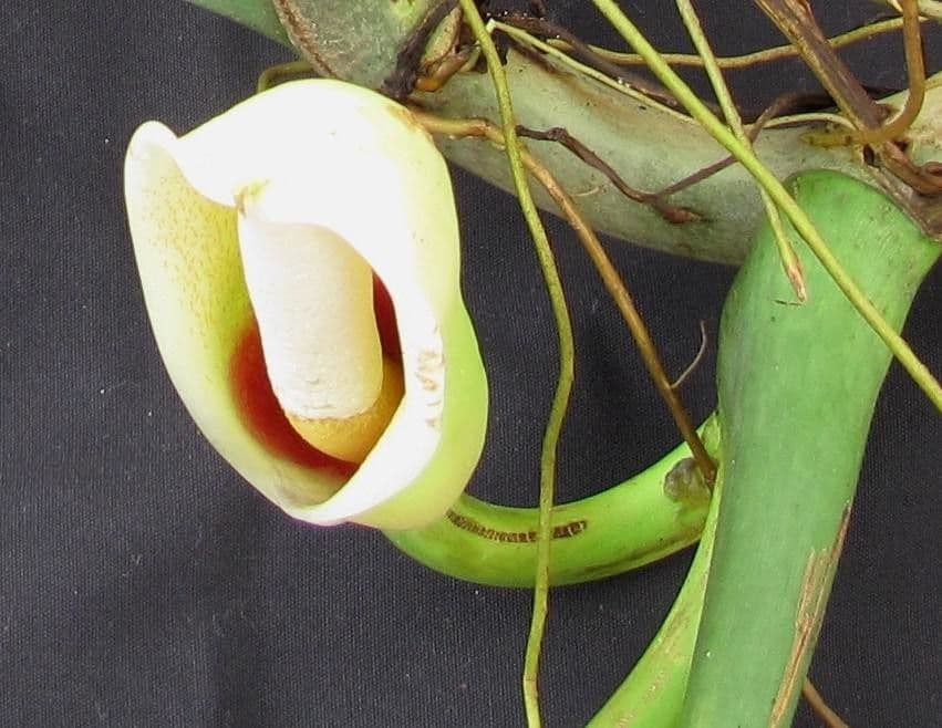 Filodendro tripartito 5