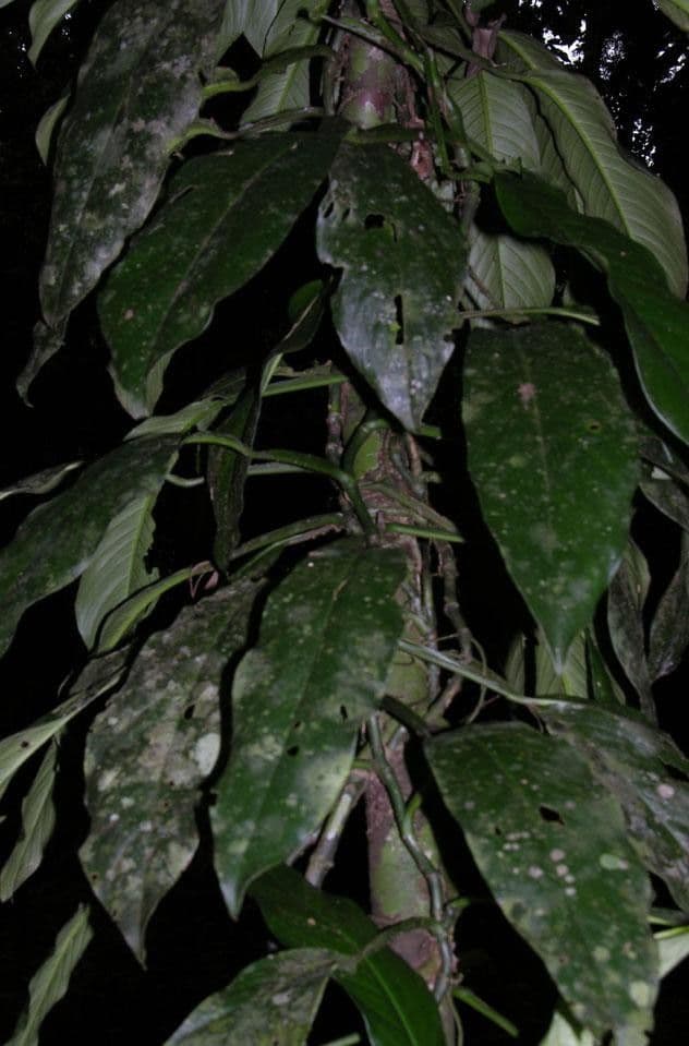 Rhodospatha 6