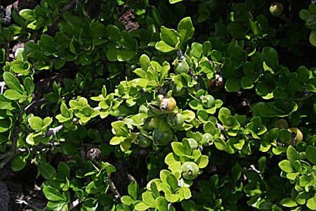 Randia Aculeata 14