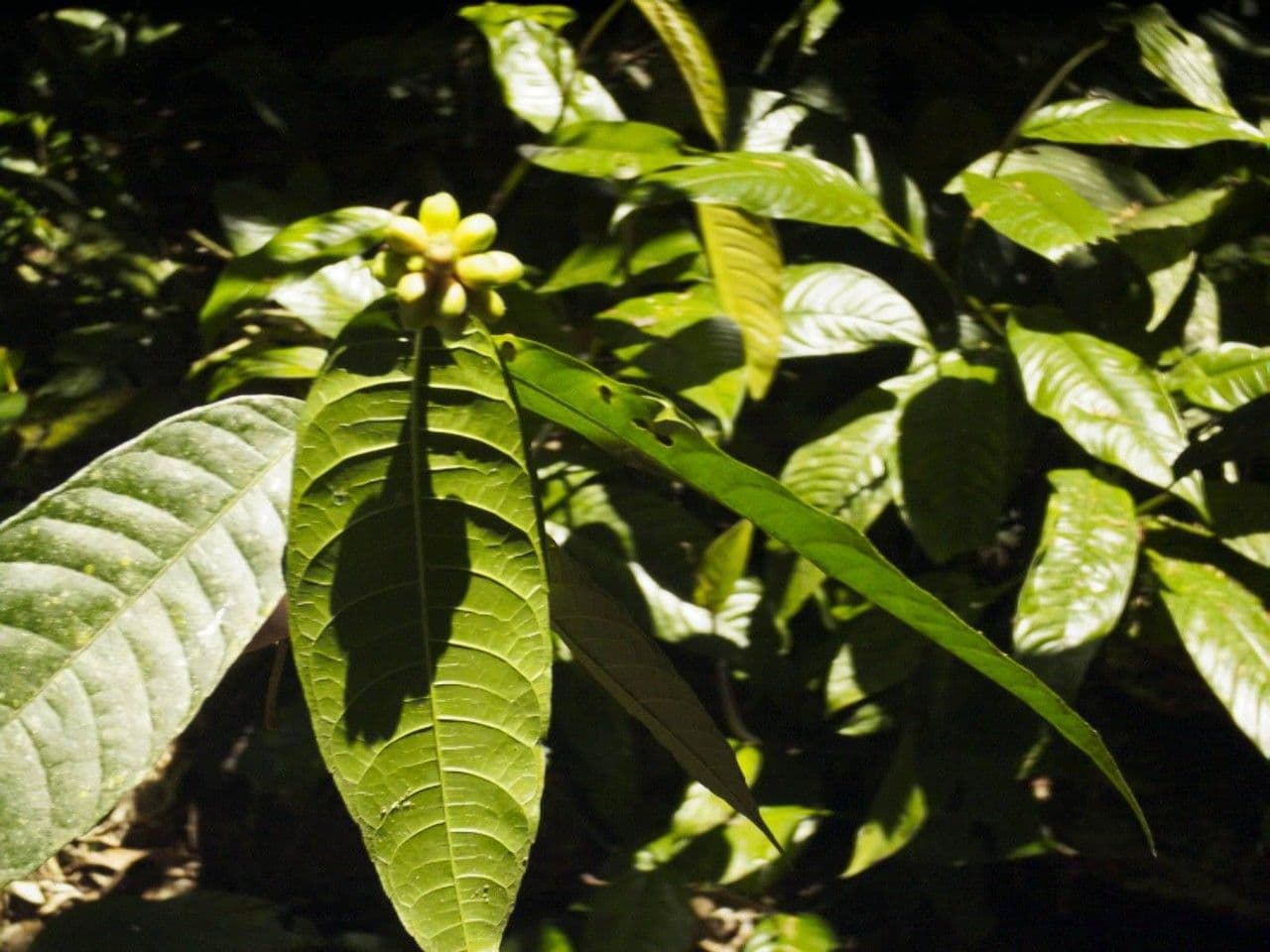 Perebea ispida 18
