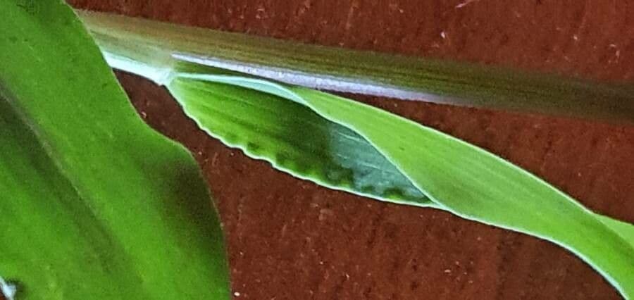 Eriochloa 7