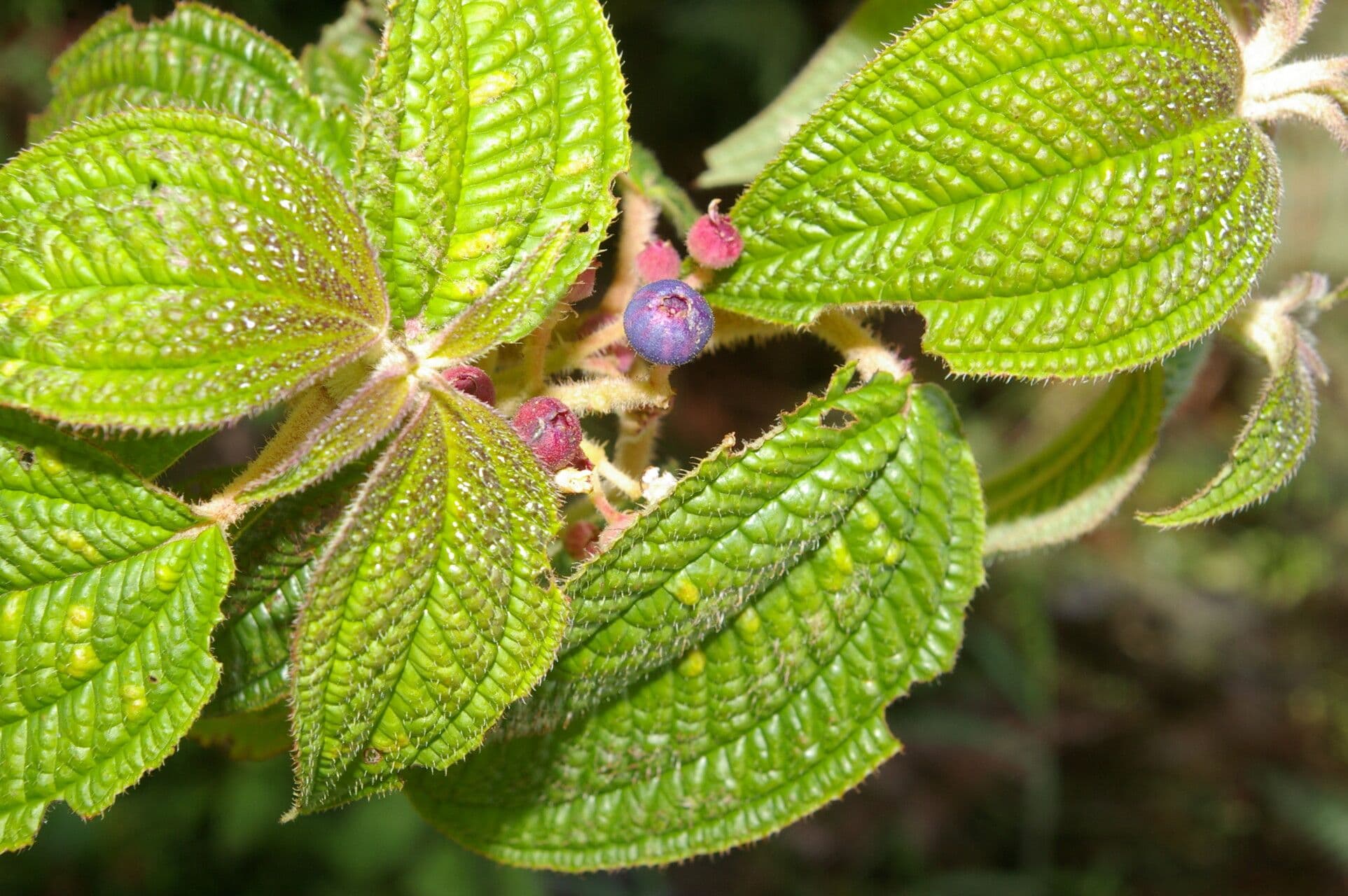 Miconia 2