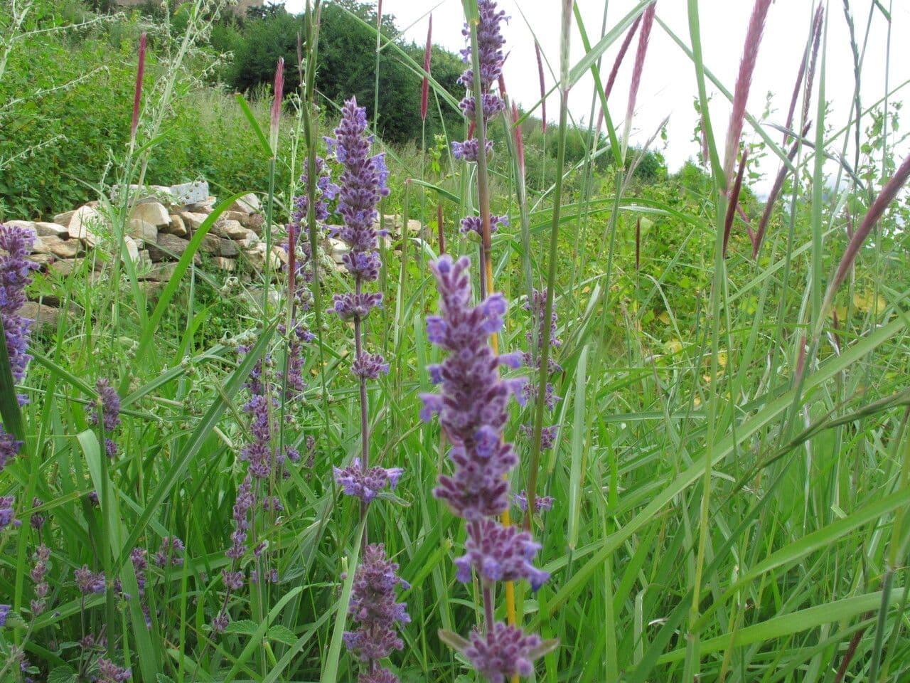 Nepeta 5
