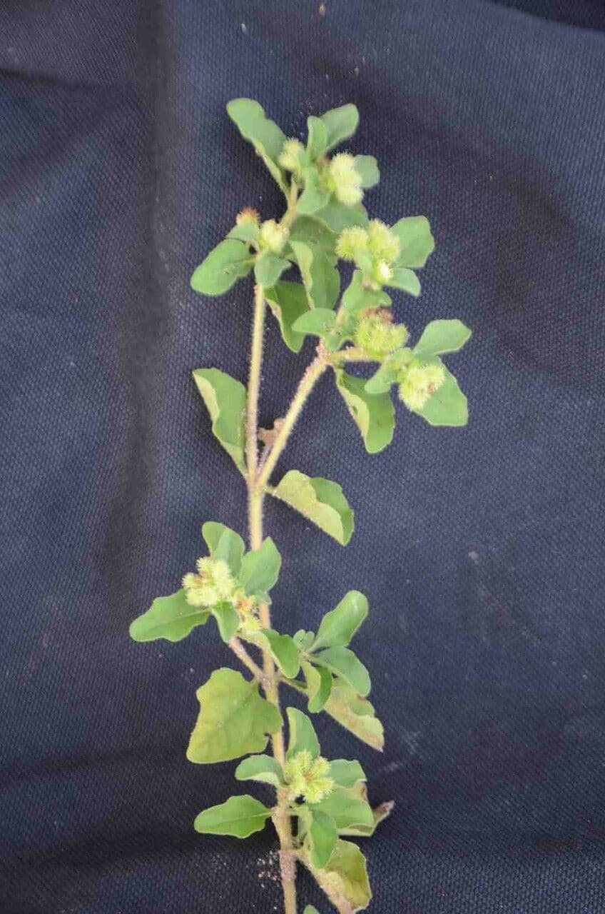 Acanthospermum australe 18