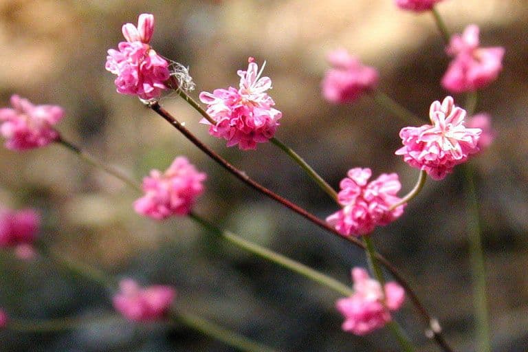 Goldteppich-Buckwheat