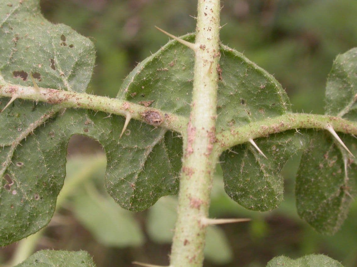Solanum rostratum 23