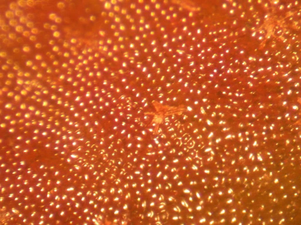 Elaphoglossum 7