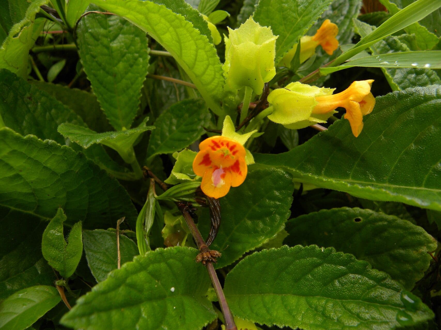 Chrysothemis 2