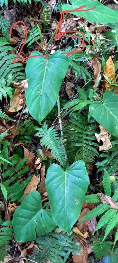 Philodendron 3