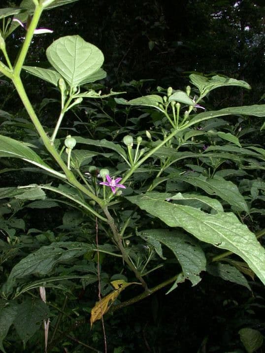 Lycianthes heteroclita 14