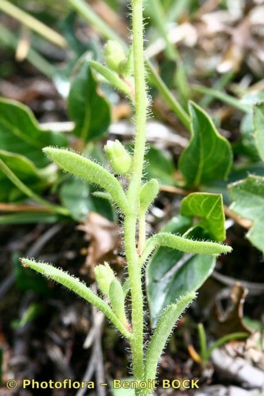 Steinbrech 9
