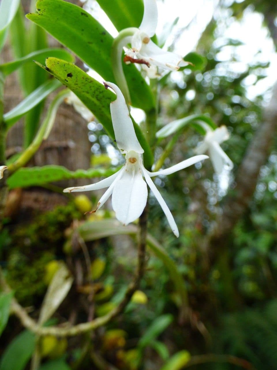Jumellea