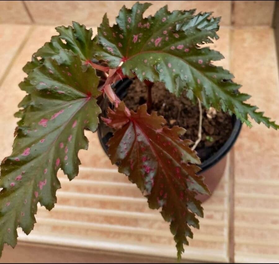 Begonia 7