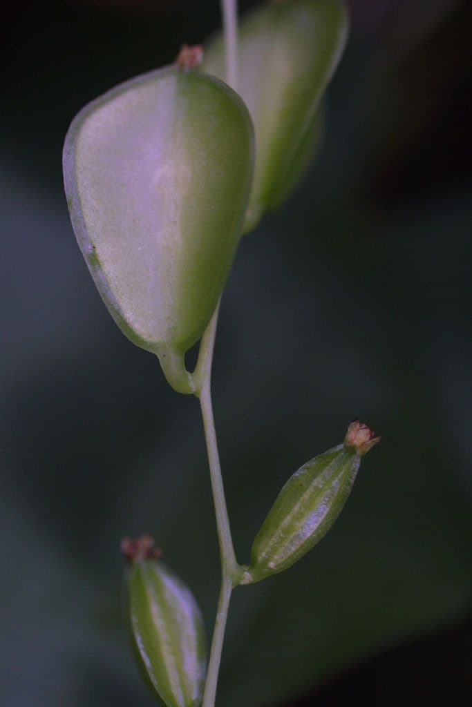 Dioscorea villosa 4