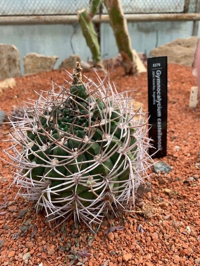 Cactus 6