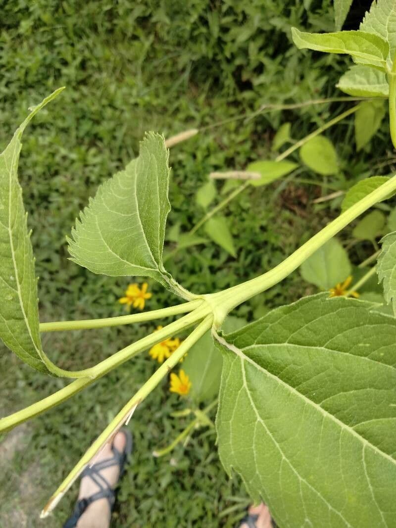 Heliopsis 16