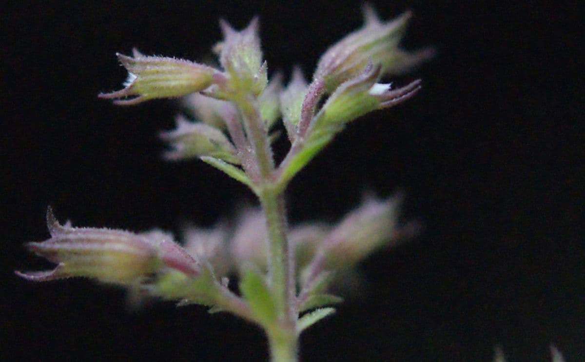 Nepitella 3