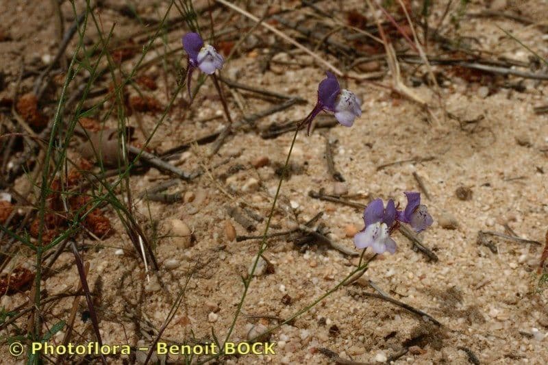 Linaria 7