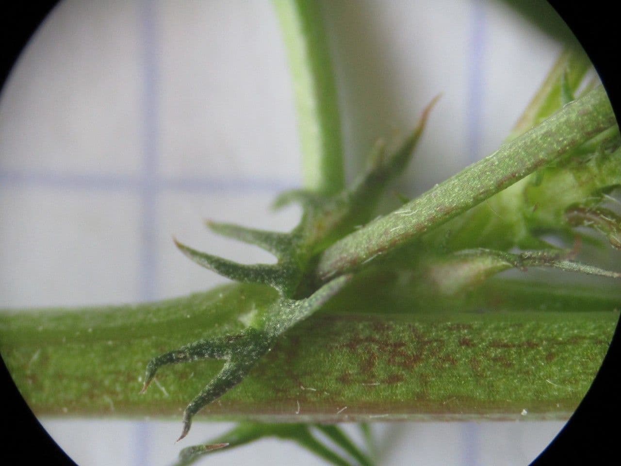 Erba medica orbicolare 22