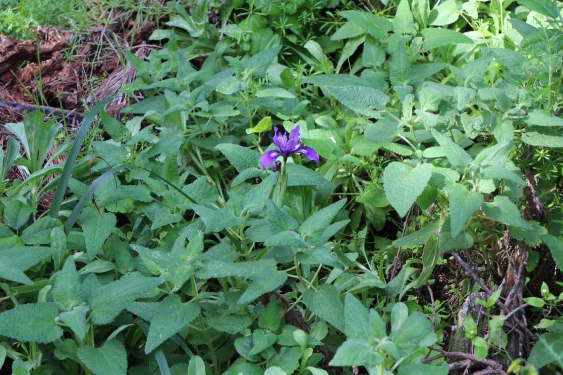 Iris di Douglas 11