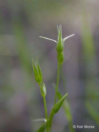 Stellaria lucida