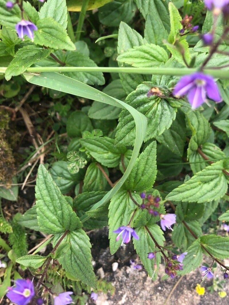 Veronica ponae 18
