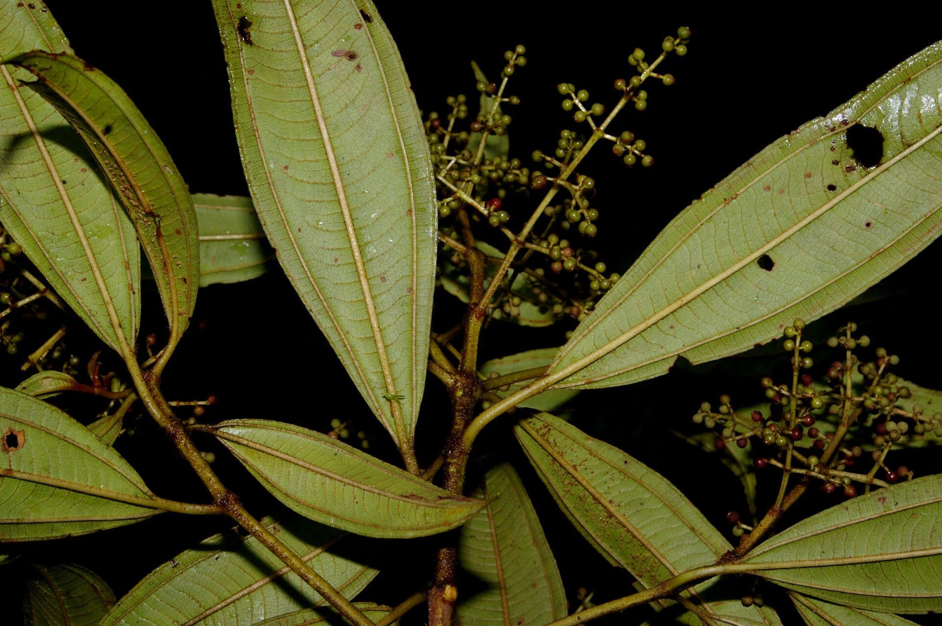 Miconia 7