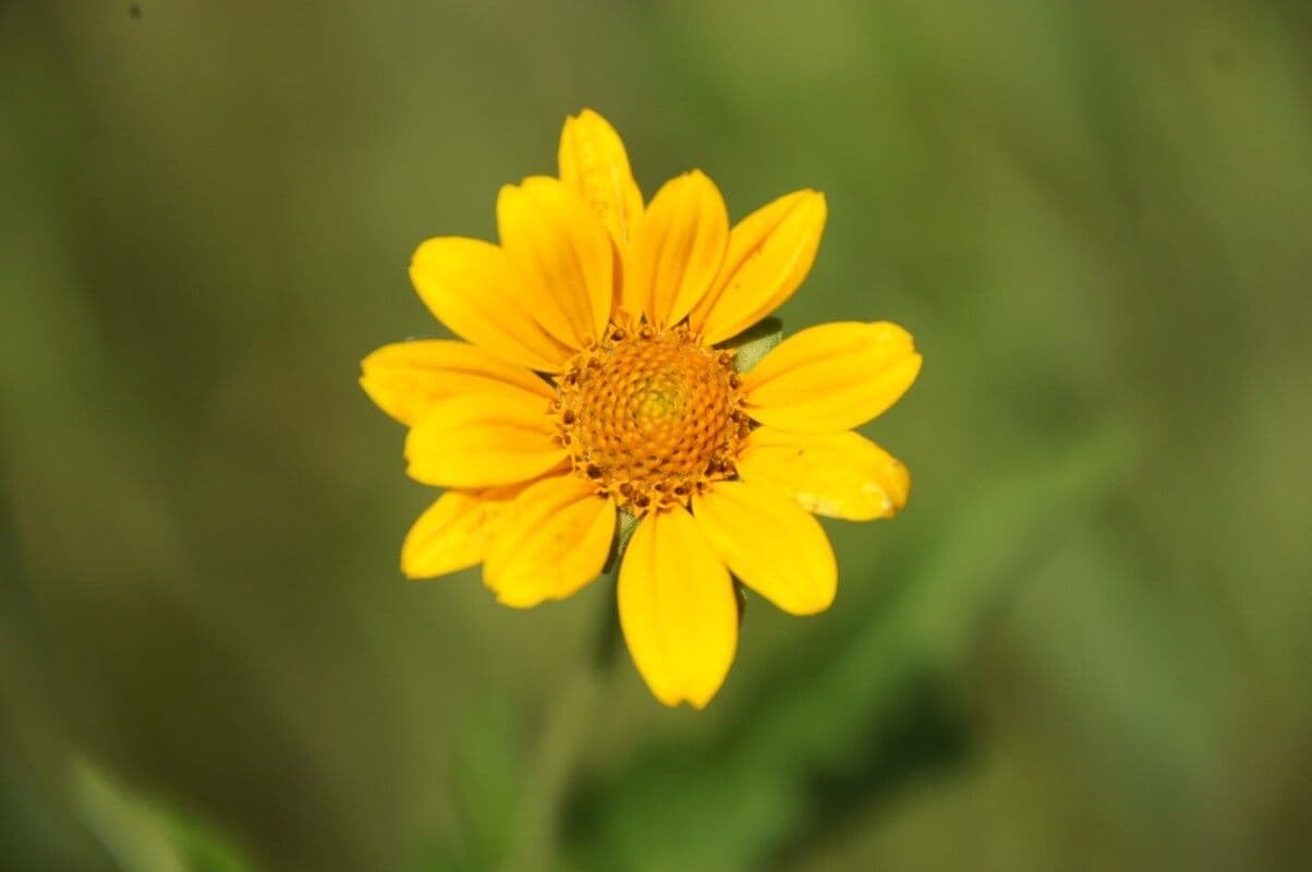 Girasole occidentale 5