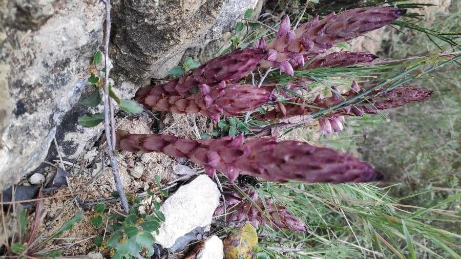Orobanche a squame larghe 3