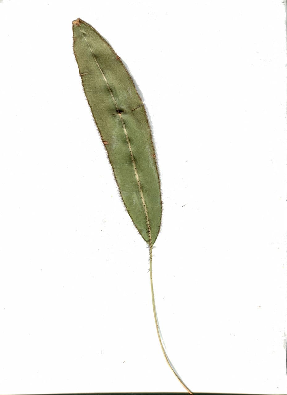 Elaphoglossum 11