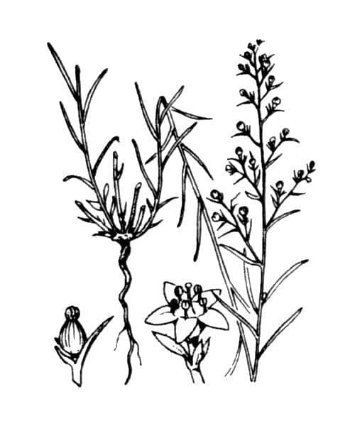 Bastard toadflax 24