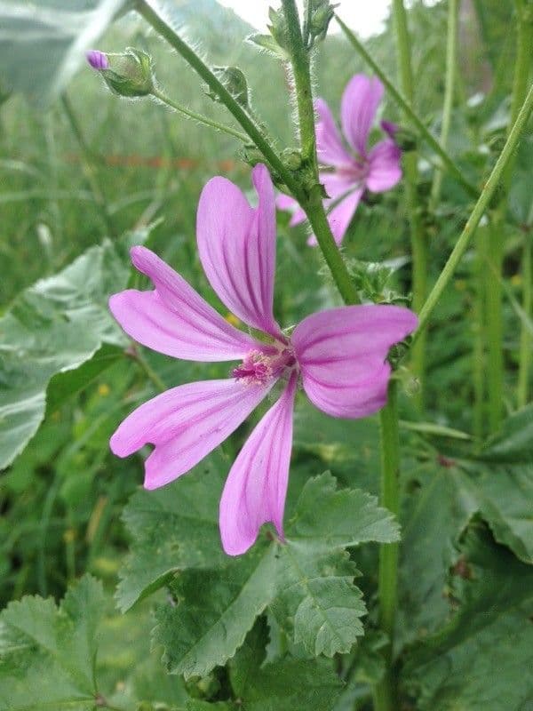 Malva selvatica 6