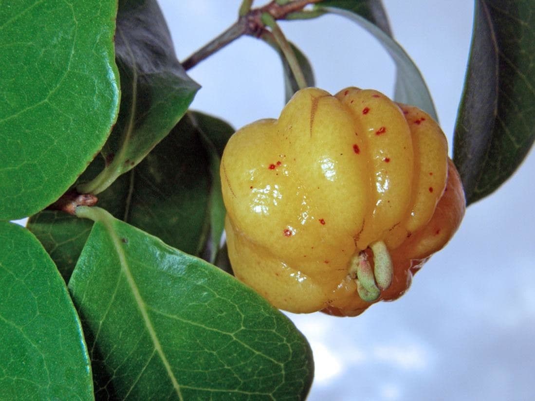 Eugenia biflora 2