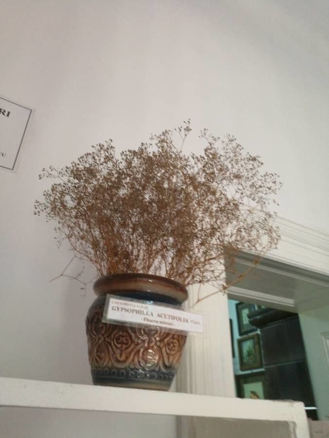 Gipsofila paniculada 17