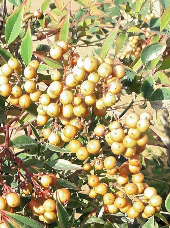 Nandina 2